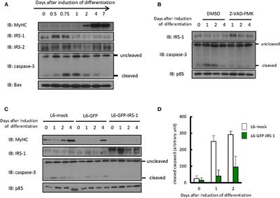 Myoblasts With Higher IRS-1 Levels Are Eliminated From the Normal Cell Layer During Differentiation